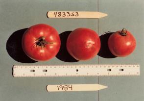 Click for 1 image(s) for this accession. FRUIT